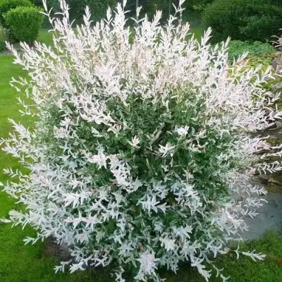 Ива ХАКУРО НИШИКИ в Слониме