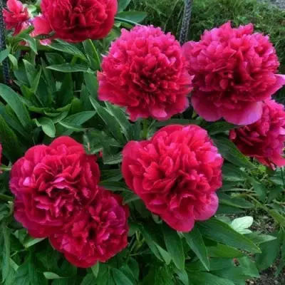 Пион БЕЛГРАВИЯ травянистый в Слониме