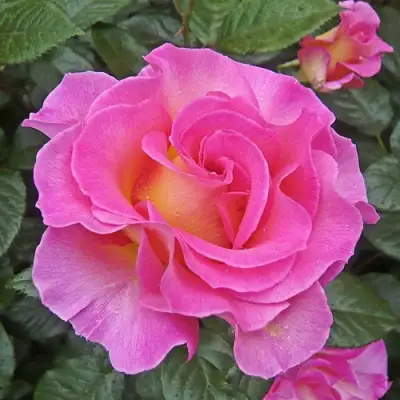 саженцы розы Пинк Парадайз