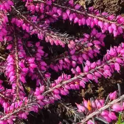 ЭРИКА "АЛЬПИЙСКИЙ ВЕРЕСК" (зимующая) сорт АТРОРУБРА в Слониме