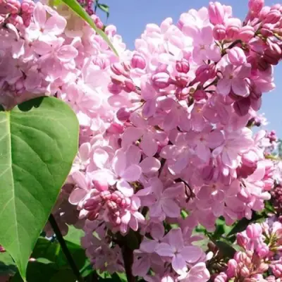 Сирень АДЕЛИНА в Слониме