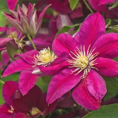 Клематис ЭРНЕСТ МАРКХАМ в Слониме