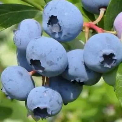 Голубика ДАРРОУ в Слониме