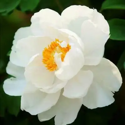 Пион ЛЕТНИЙ ДВОРЕЦ древовидный в Слониме