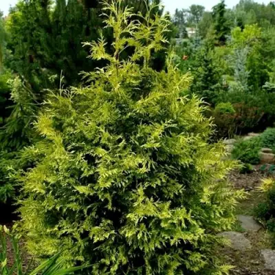 Туя ЗЕБРИНА ЭКСТРА ГОЛД складчатая в Слониме
