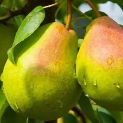 Груша ФЛЕЙТА в Слониме