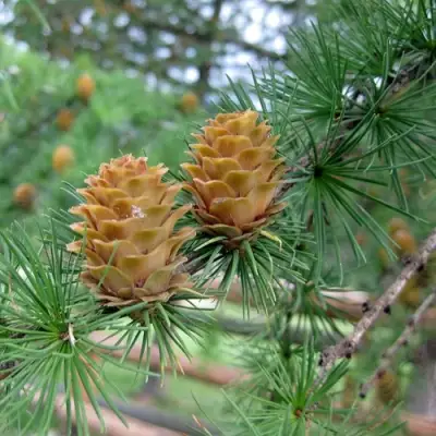 Лиственница КЕМПФЕРА в Слониме
