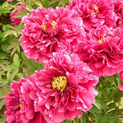 Пион ВОСХОД СОЛНЦА древовидный в Слониме