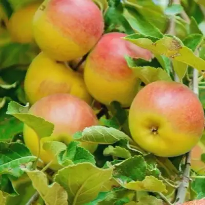 Яблоня ПАМЯТЬ БЛЫНСКОГО колонновидная в Слониме