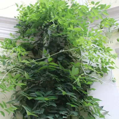 Глициния макростахия БЛЮ МУН в Слониме