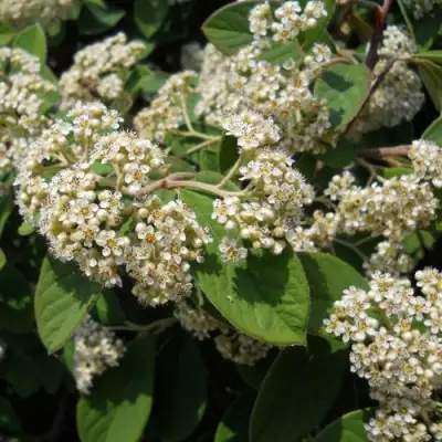 Кизильник пузырчатый в Слониме