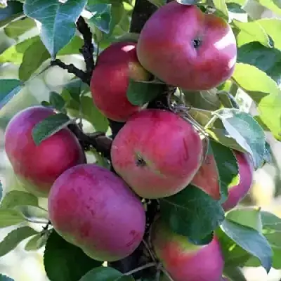 Яблоня ЕСЕНИЯ колонновидная в Слониме