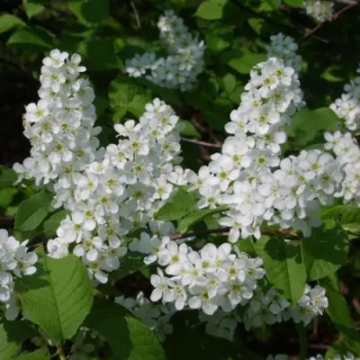 Черемуха ПАМЯТИ САЛАМАТОВА в Слониме