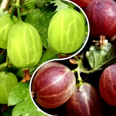 Комплект СКАЗКА в Слониме