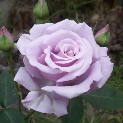 саженцы розы Сильвер Стар