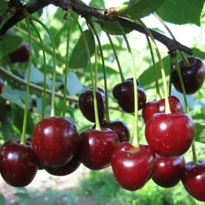 Вишня БЫСТРИНКА в Слониме