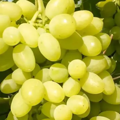 Виноград ДОЛГОЖДАННЫЙ в Слониме