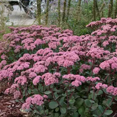 Очиток (седум) МАТРОНА в Слониме