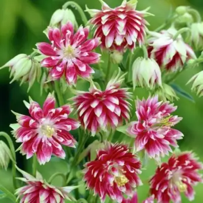 Аквилегия БАРЛОУ НОРА гибрид МакКаны в Слониме