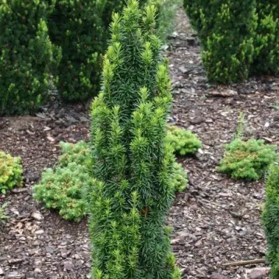 Тис ВОЙТЕК средний  в Слониме