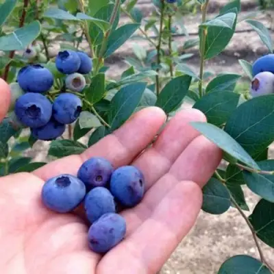 Голубика НОРТ КАНТРИ в Слониме