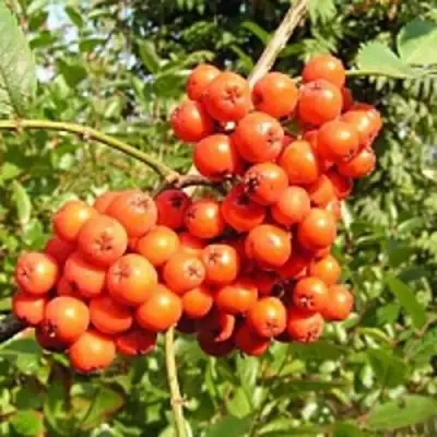 Рябина КОНЦЕНТРА сладкоплодная в Слониме