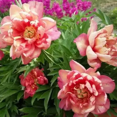 Пион ДЖУЛИЯ РОУЗ ито-гибрид в Слониме