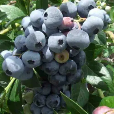 Голубика КРОЭТЭН в Слониме