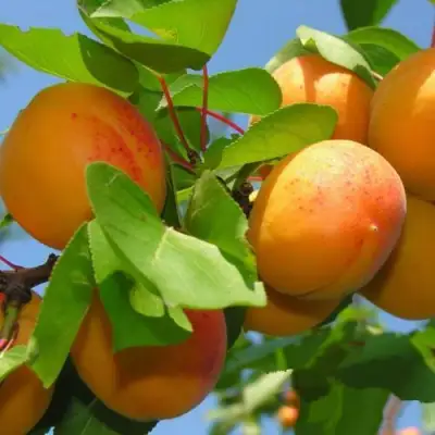 Абрикос КИЕВСКИЙ РАННИЙ в Слониме