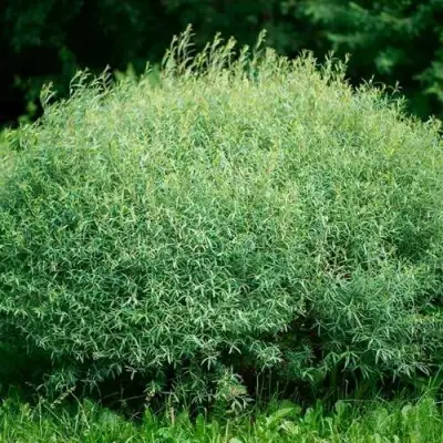 Ива НАНА пурпурная в Слониме