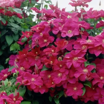 Клематис РУЖ КАРДИНАЛ в Слониме