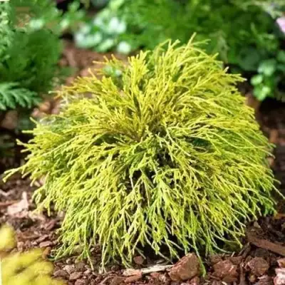 Кипарисовик ВАВЕЛ горохоплодный в Слониме