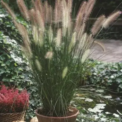 Пеннисетум ХАМЕЛН в Слониме