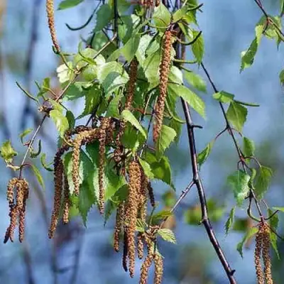 Береза ПОВИСЛАЯ в Слониме