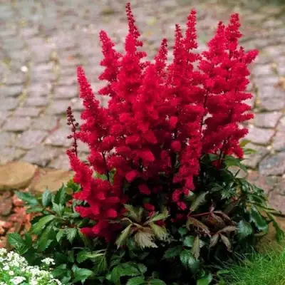 Астильба ГЛАТ Арендса в Слониме