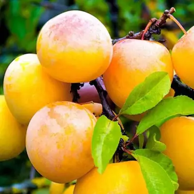 Слива МИНСКАЯ в Слониме