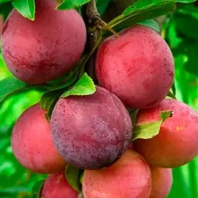 Слива КЛЕОПАТРА в Слониме