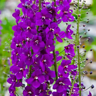 Коровяк ВИОЛЕТТА (вербаскум) в Слониме