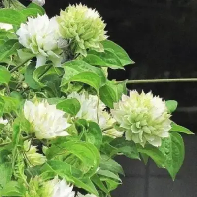 Клематис КОХАНА в Слониме