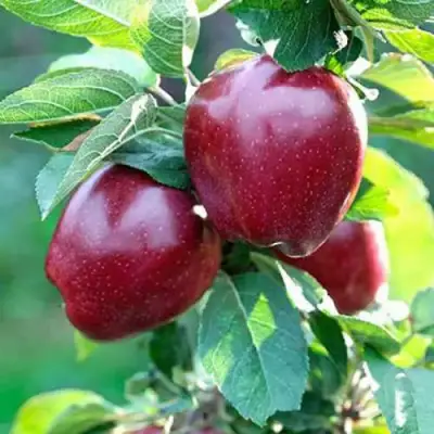 Яблоня РЕД ДЕЛИШЕС в Слониме
