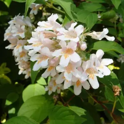 Кольквиция прелестная в Слониме