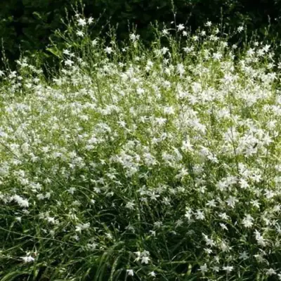 Венечник ветвистый в Слониме