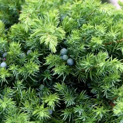 Можжевельник ШЛЯГЕР прибрежный в Слониме