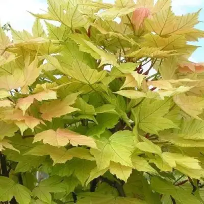 Клен ложноплатановый в Слониме