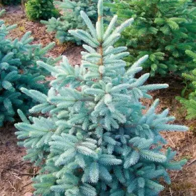 Ель КЕЙБАБ колючая в Слониме