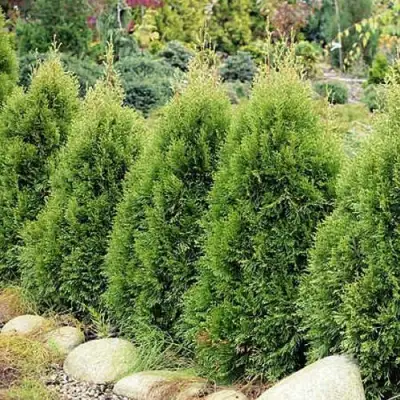 Туя СМАРАГД ВИТБОНТ западная в Слониме