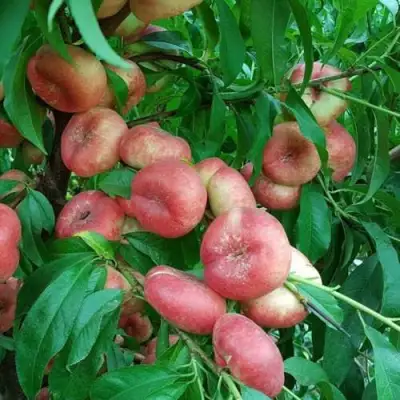 Нектарин КОНЦЕТТИНА в Слониме