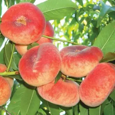 Персик САТУРН ИНЖИРНЫЙ в Слониме