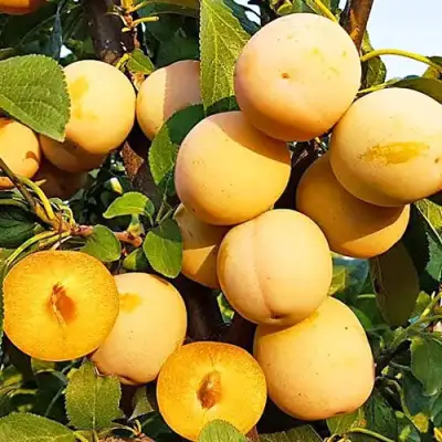 Слива РЕНКЛОД ранний в Слониме