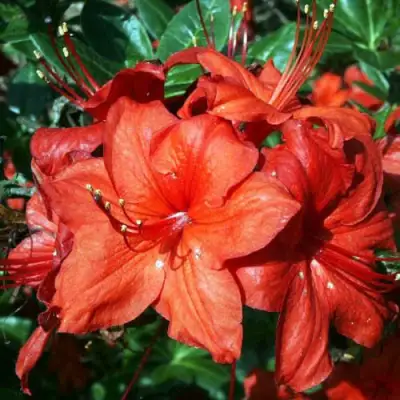 Азалия ДОЛОРОСО листопадная в Слониме